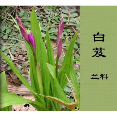 白芨提取物厂家图1